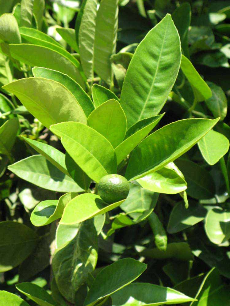              Sun leaves (Riverside, CA)       
